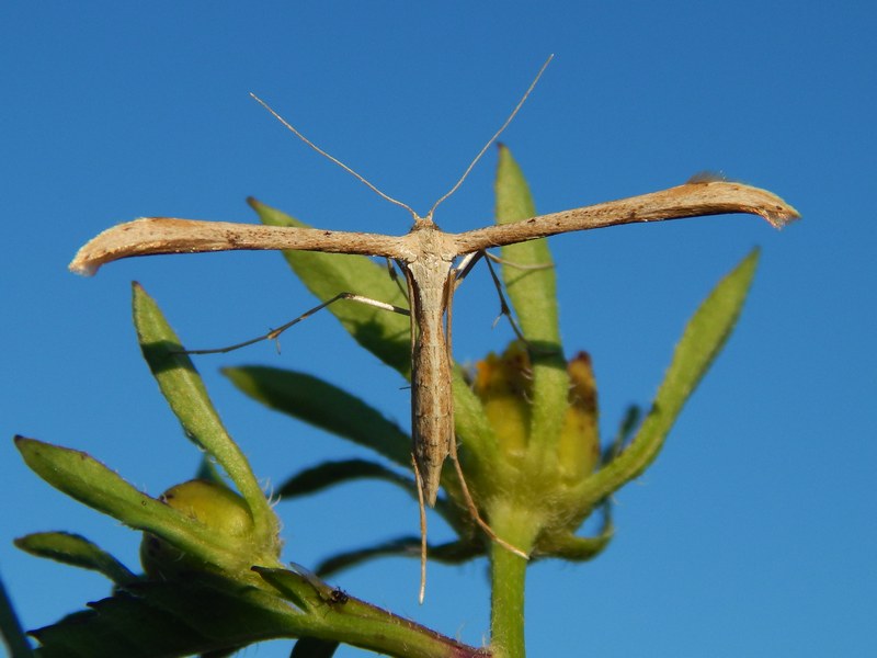 Emmelina monodactyla?